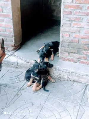 1-3 months Male Purebred German Shepherd