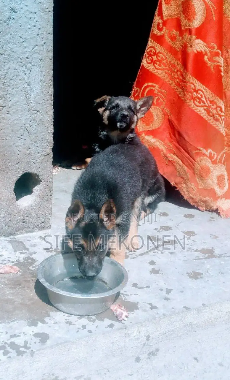 1-3 months Male Purebred German Shepherd