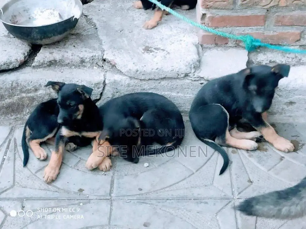 1-3 months Male Purebred German Shepherd