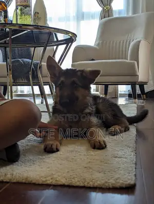 Photo - 1-3 months Male Purebred German Shepherd