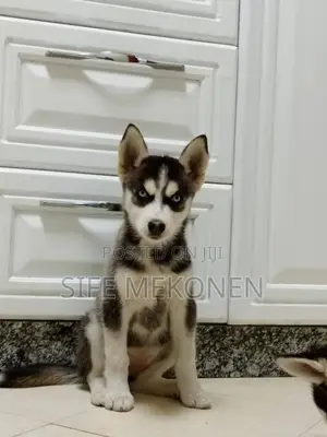 1-3 months Male Purebred Siberian Husky