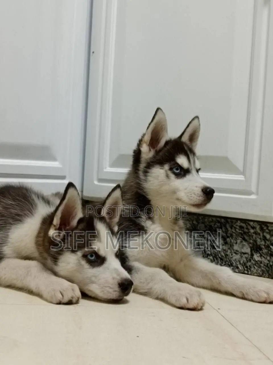 1-3 months Male Purebred Siberian Husky