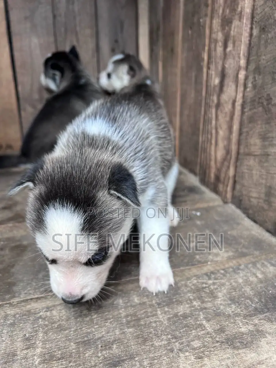 1-3 months Male Purebred Siberian Husky