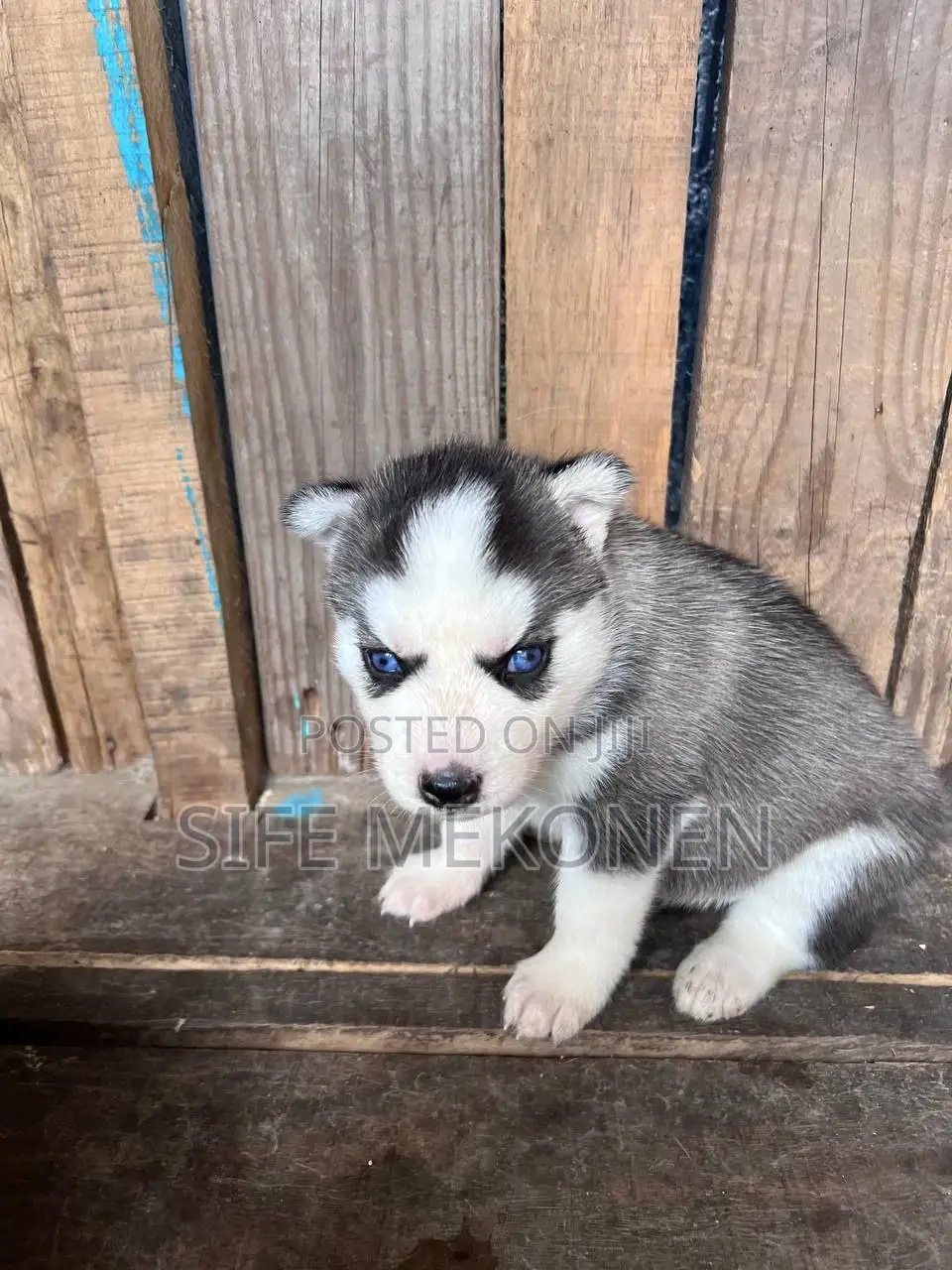 1-3 months Male Purebred Siberian Husky
