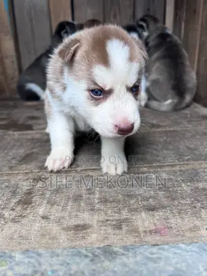 1-3 months Male Purebred Siberian Husky