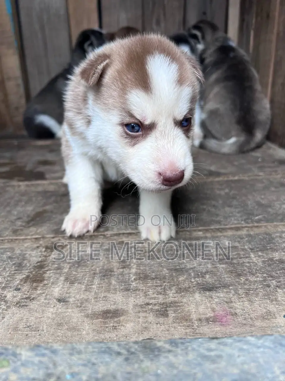 1-3 months Male Purebred Siberian Husky