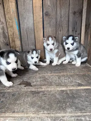 Photo - 1-3 months Male Purebred Siberian Husky