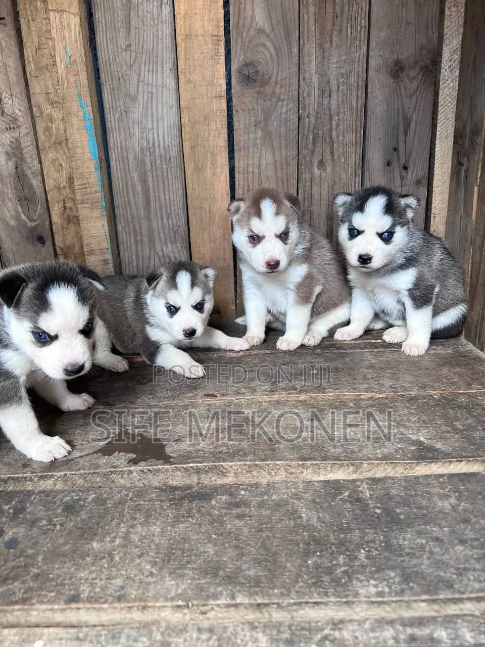 1-3 months Male Purebred Siberian Husky