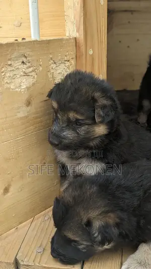 Photo - 1-3 months Male Purebred German Shepherd