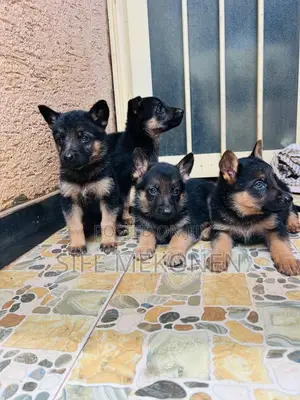 1-3 months Male Purebred German Shepherd