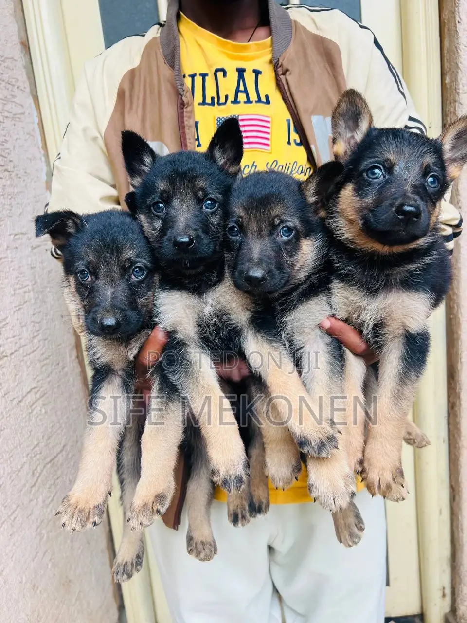 1-3 months Male Purebred German Shepherd