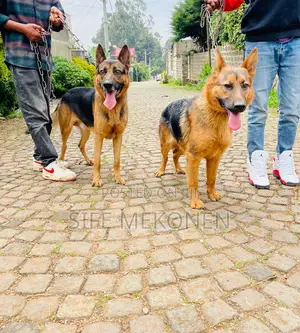 1-3 months Male Purebred German Shepherd