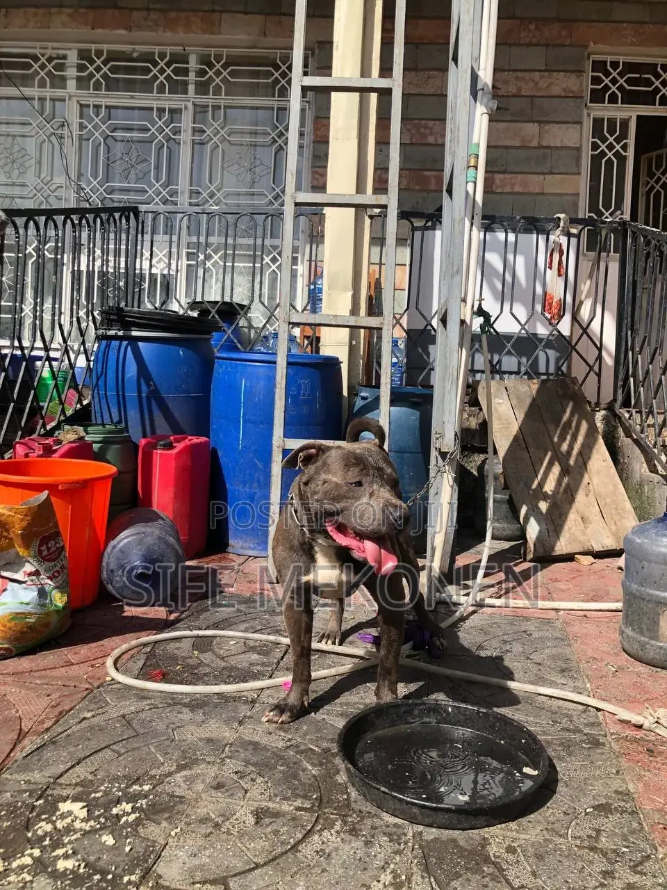 1-3 months Male Purebred American Pit Bull Terrier