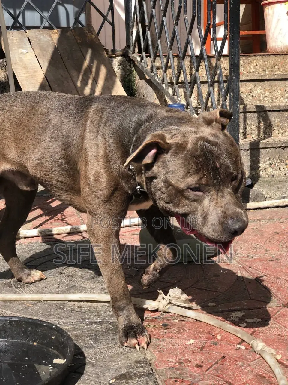 1-3 months Male Purebred American Pit Bull Terrier