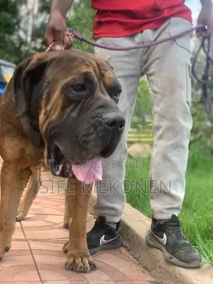 Photo - 1-3 months Male Purebred Bullmastiff