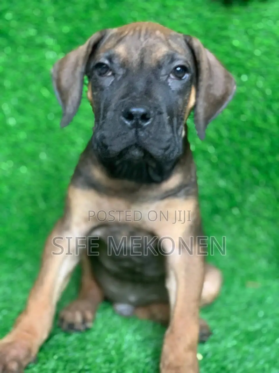 1-3 months Male Purebred Bullmastiff