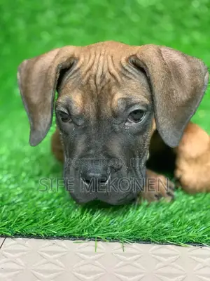 1-3 months Male Purebred Bullmastiff