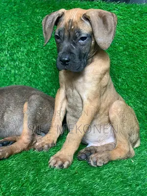 1-3 months Male Purebred Bullmastiff