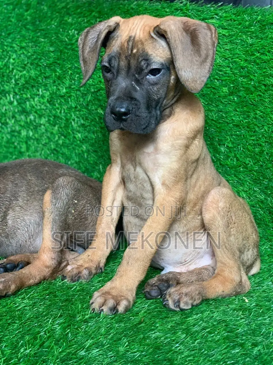 1-3 months Male Purebred Bullmastiff