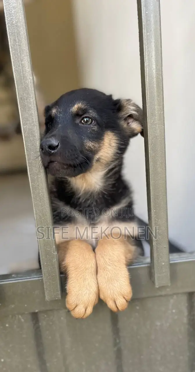 1-3 months Male Purebred German Shepherd