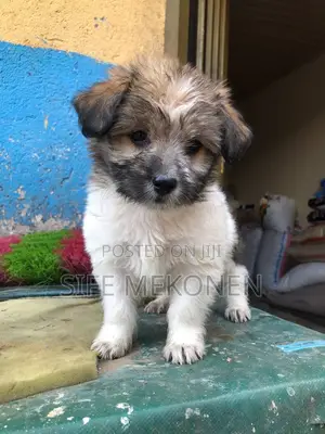 Photo - 1-3 months Male Purebred Maltese