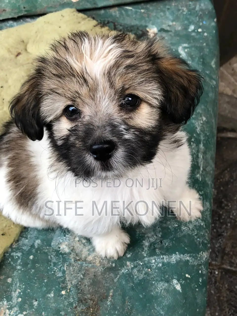 1-3 months Male Purebred Maltese