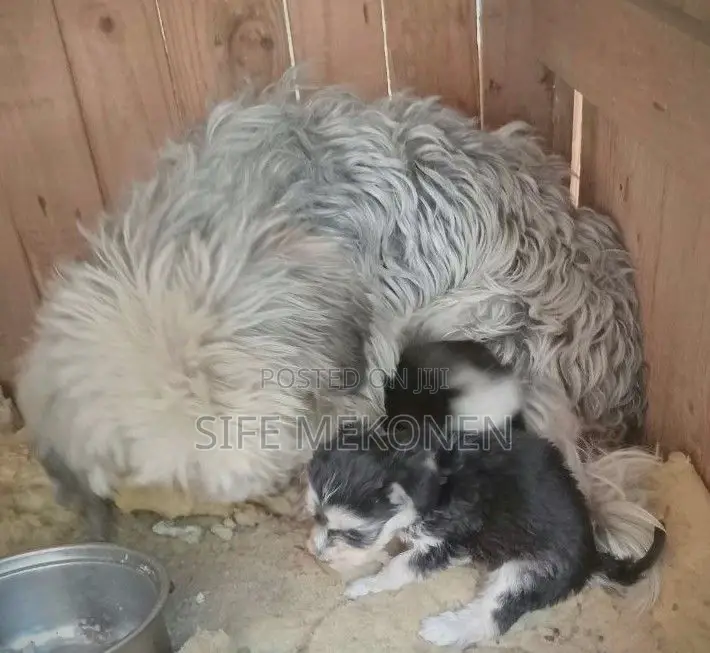 1-3 months Female Purebred Maltese
