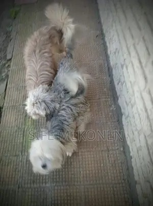 1-3 months Female Purebred Maltese