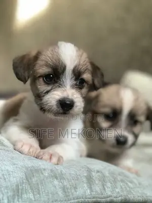 Photo - 1-3 months Female Purebred Maltese