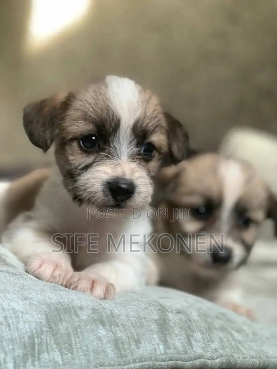 1-3 months Female Purebred Maltese