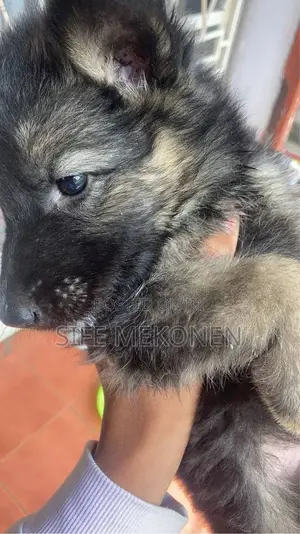 1-3 months Male Purebred German Shepherd