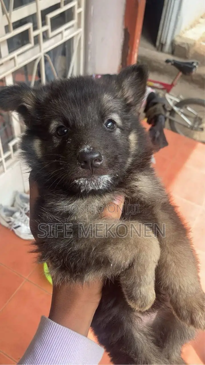 1-3 months Male Purebred German Shepherd