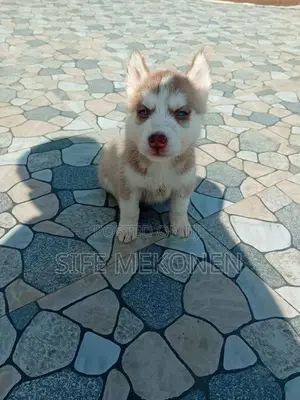 1-3 months Male Purebred Siberian Husky