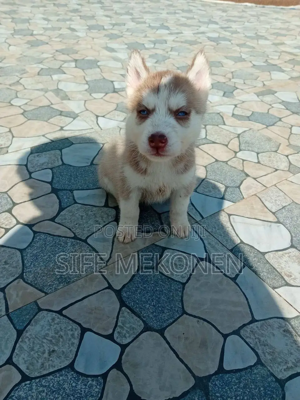 1-3 months Male Purebred Siberian Husky