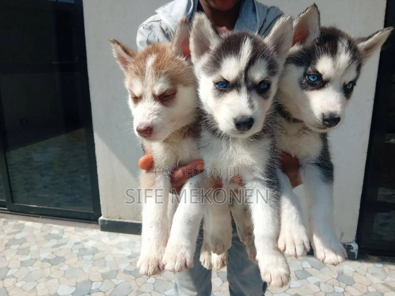 1-3 months Male Purebred Siberian Husky