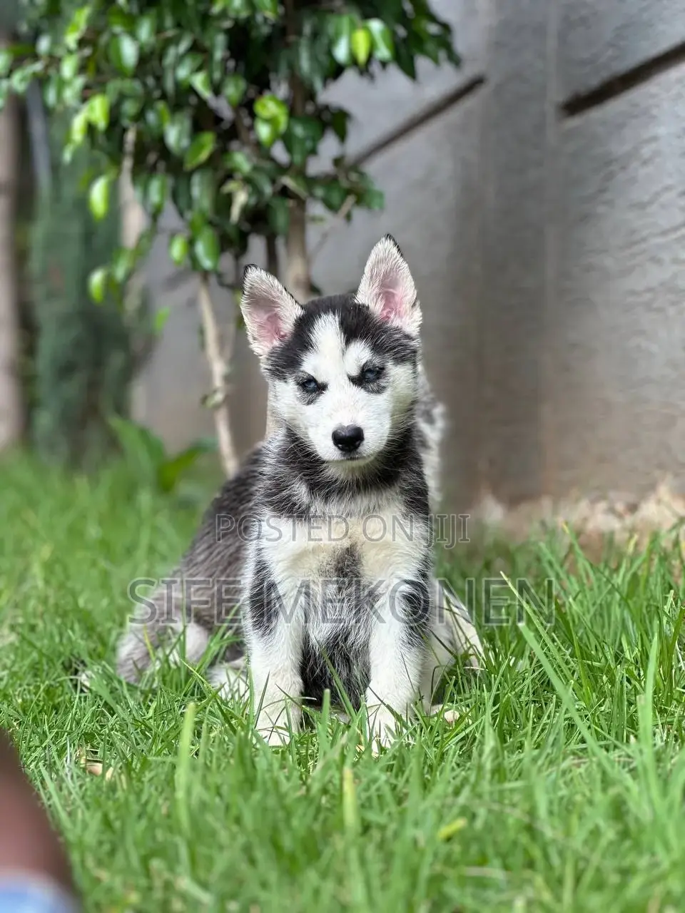 1-3 months Male Purebred Siberian Husky