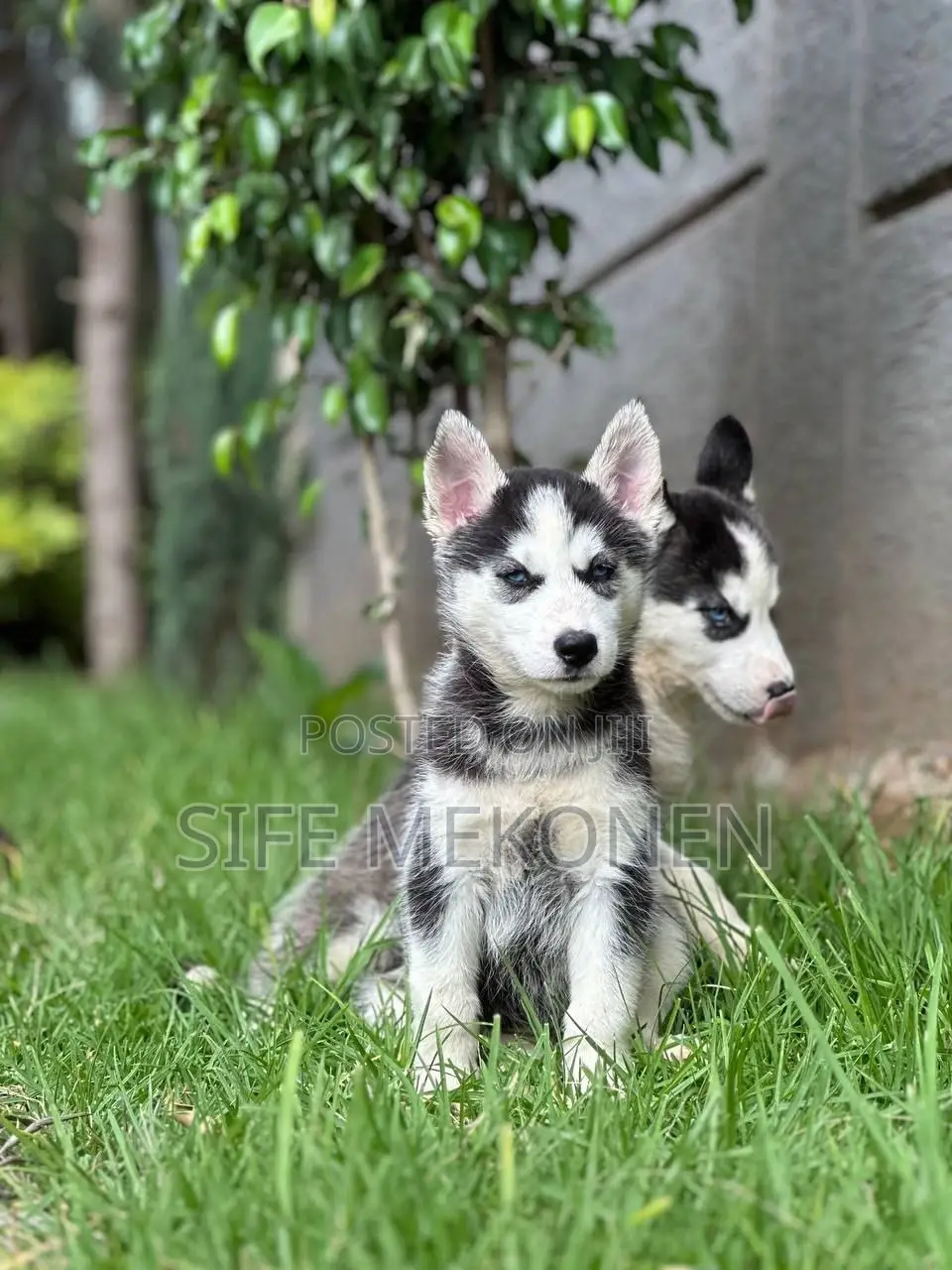 1-3 months Male Purebred Siberian Husky
