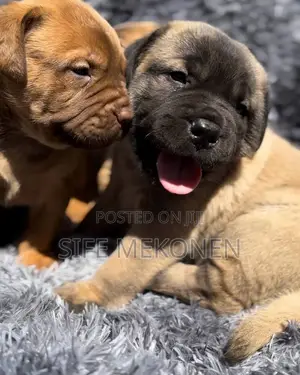 1-3 months Male Purebred Bullmastiff