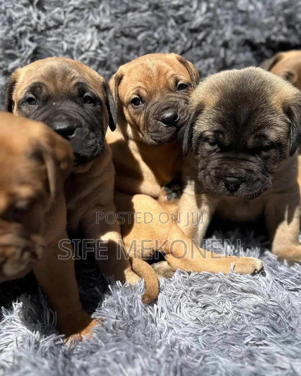 1-3 months Male Purebred Bullmastiff