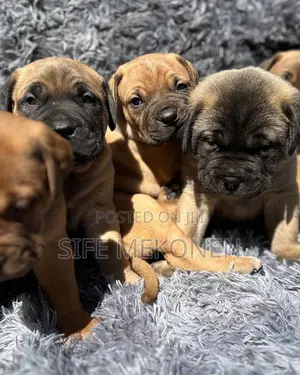 Photo - 1-3 months Male Purebred Bullmastiff