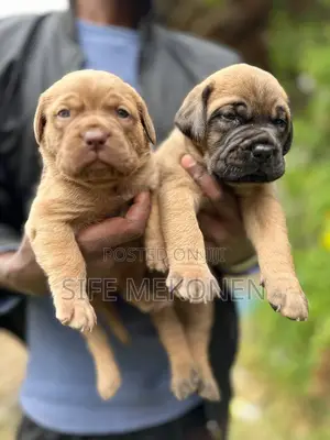 Photo - 1-3 months Male Purebred Bullmastiff