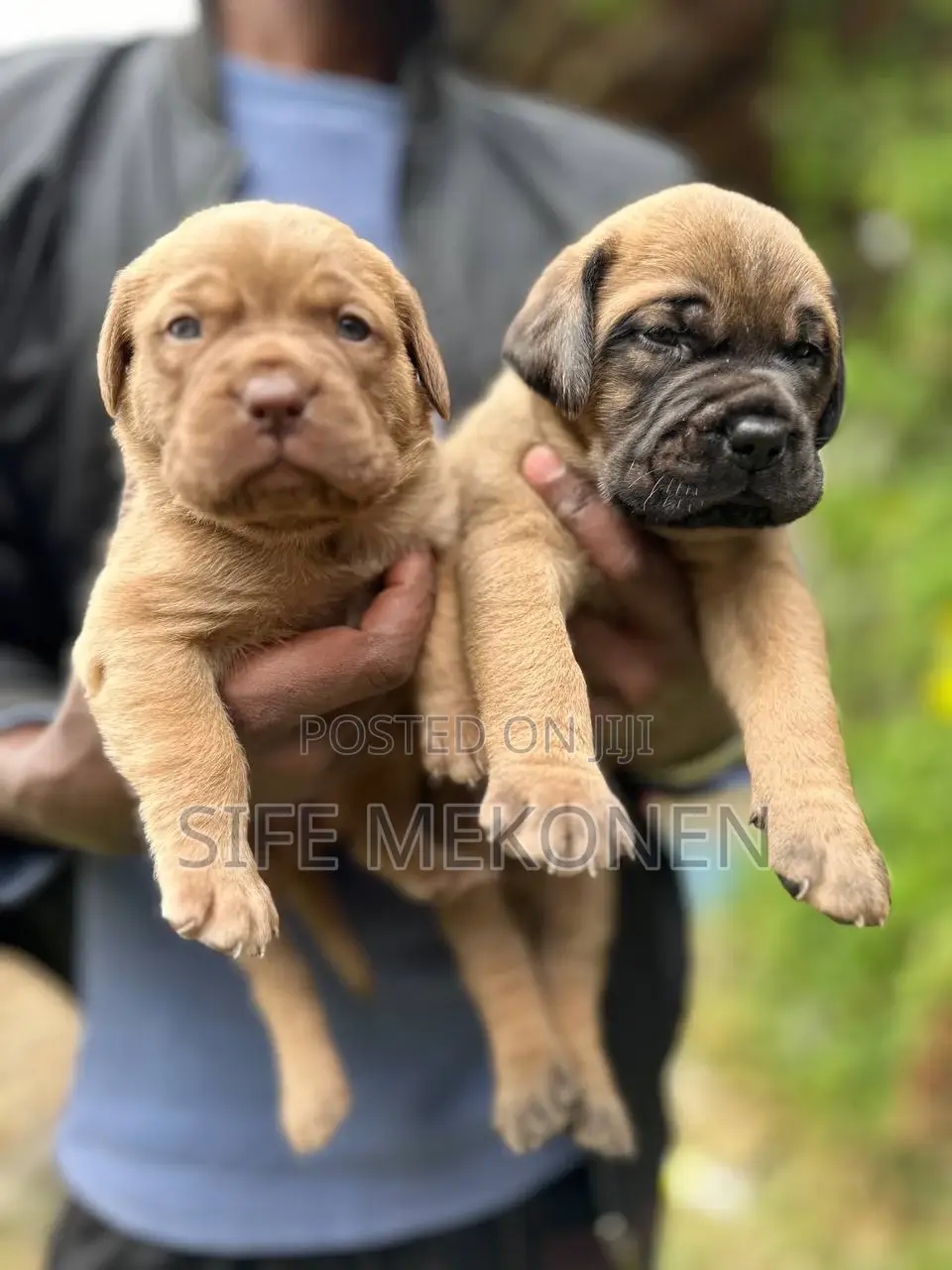 1-3 months Male Purebred Bullmastiff