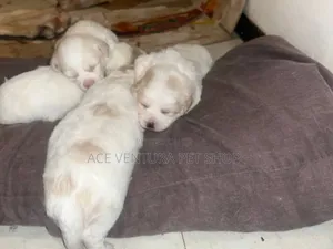 Photo - 1-3 months Male Purebred Maltese