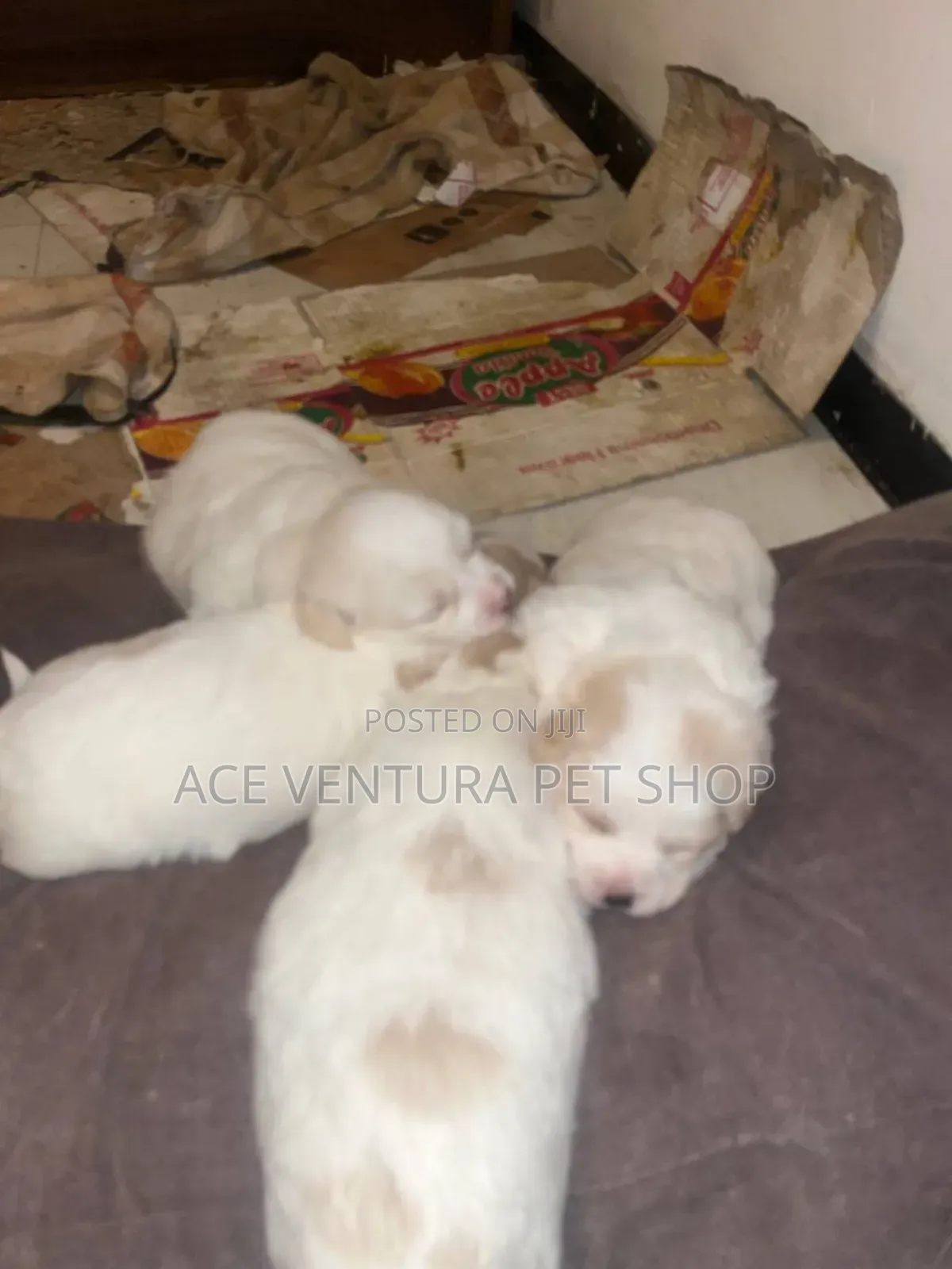 1-3 months Male Purebred Maltese