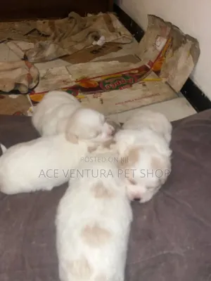 1-3 months Male Purebred Maltese