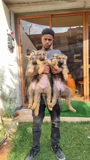 Photo - 1-3 months Female Purebred German Shepherd