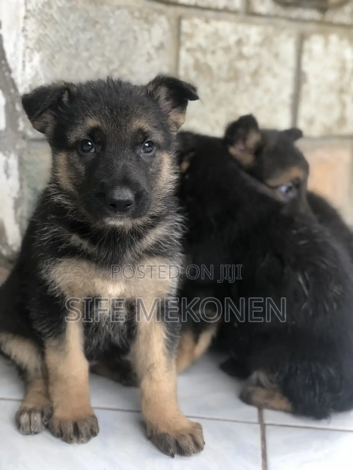 1-3 months Male Purebred German Shepherd