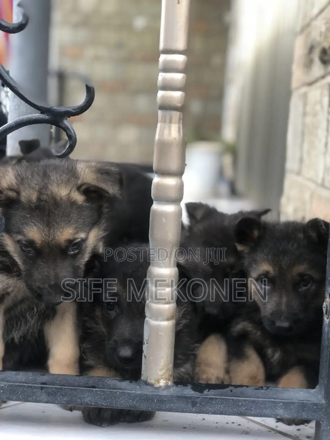 1-3 months Male Purebred German Shepherd
