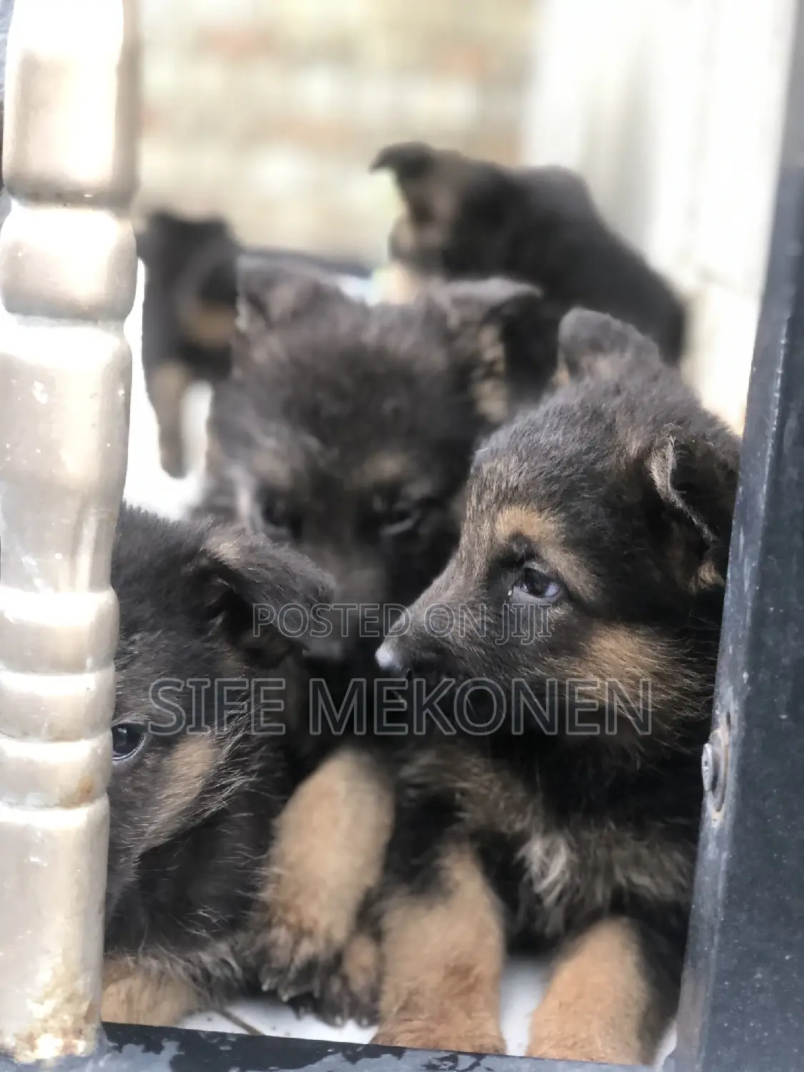 1-3 months Male Purebred German Shepherd