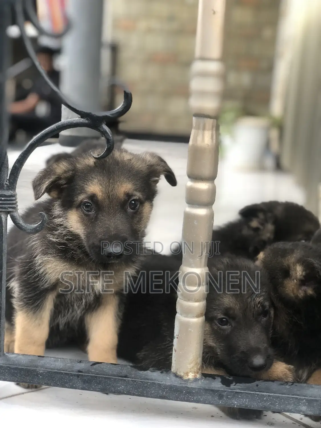 1-3 months Male Purebred German Shepherd